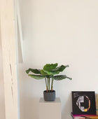 Calathea artificiale - Mathilda | 50 cm