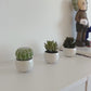 Succulente artificiali Kaketeen 3 pezzi - Bambo | 8 cm, vaso in ceramica bianca