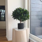 Alloro artificiale - Rosa | 55 cm