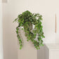 Saxifraga artificiale - Emanuel