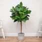 Ficus Elastica 90 cm