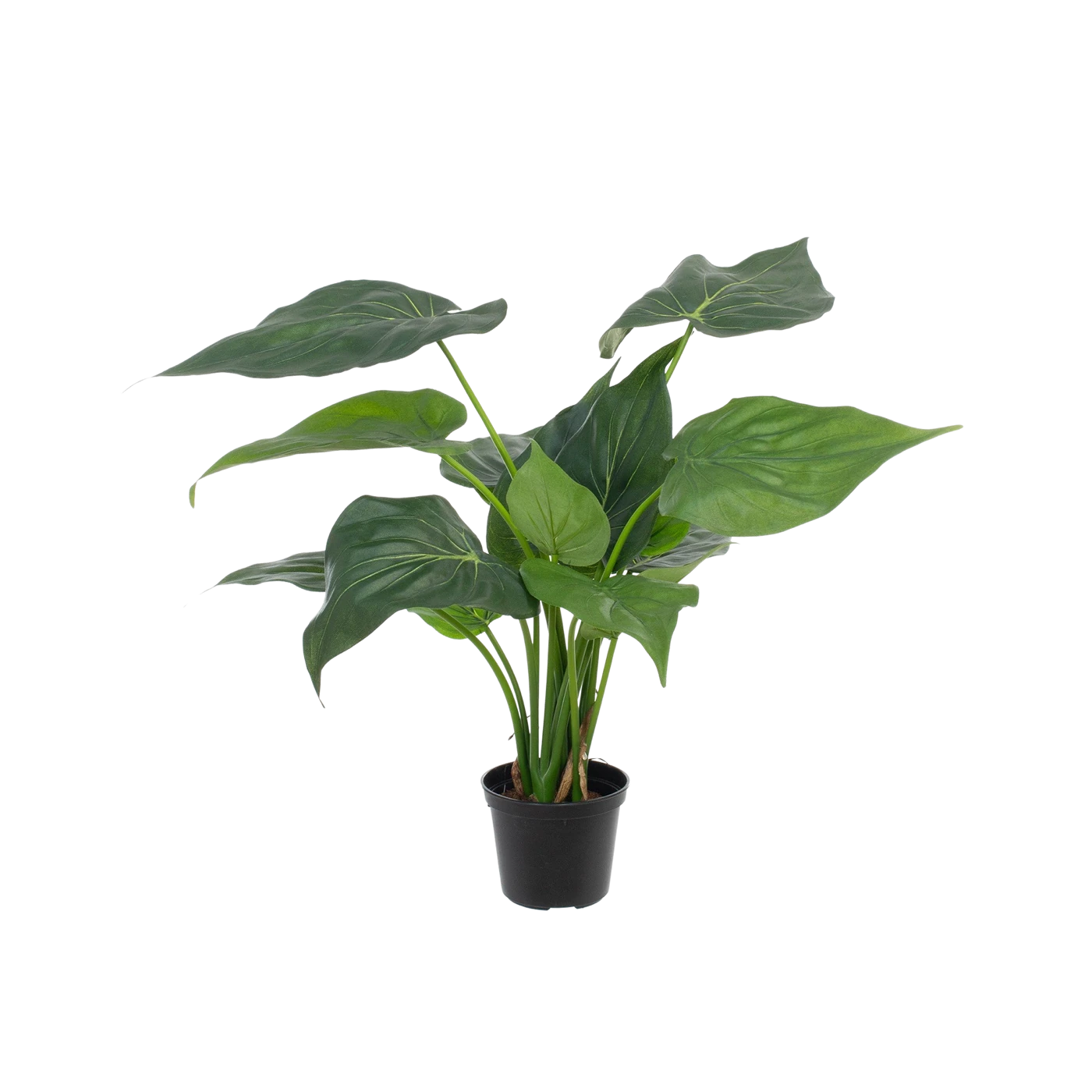 Künstliche Alocasia - Ebba | 40 cm