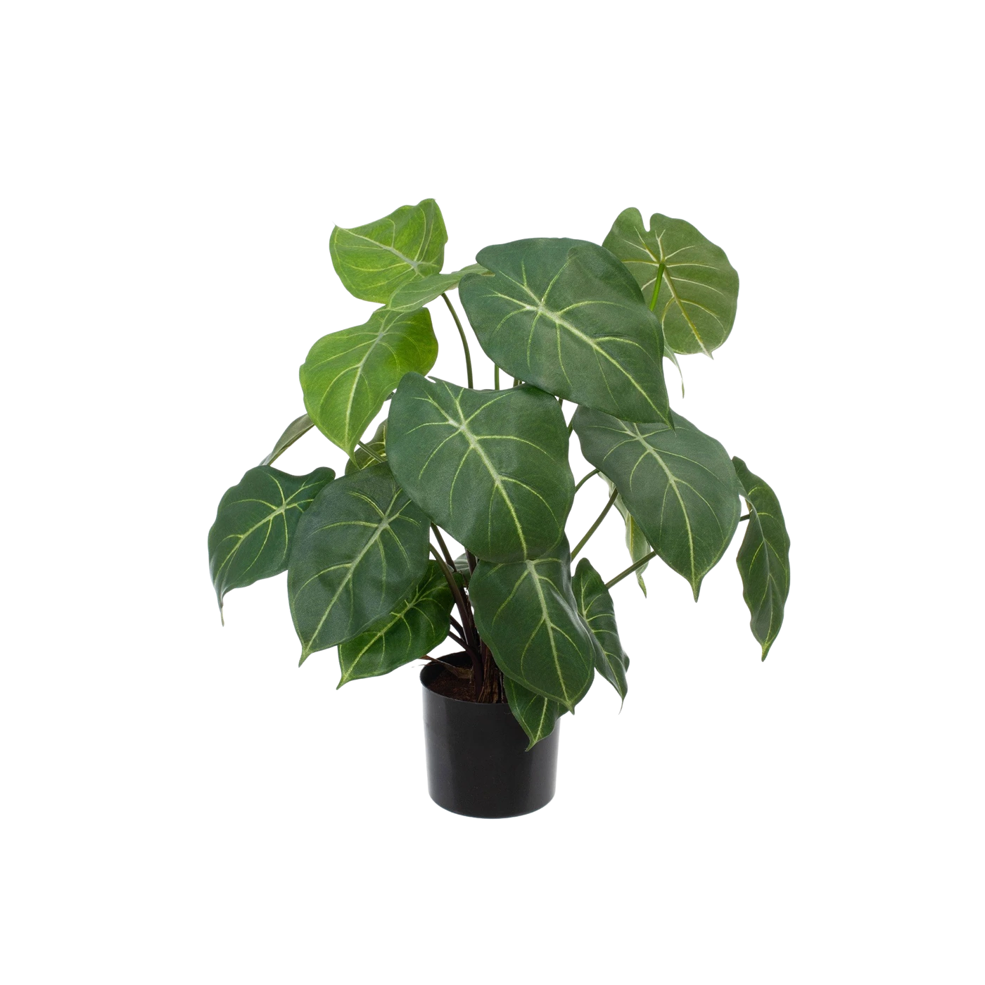 Künstliche Syngonium - Laika | 58 cm
