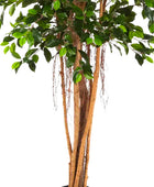Ficus cinese artificiale - Konstantin | 180 cm