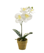 Künstliche Orchidee - Louisa auf transparentem Hintergrund mit echt wirkenden Kunstblättern. Diese Kunstpflanze gehört zur Gattung/Familie der 