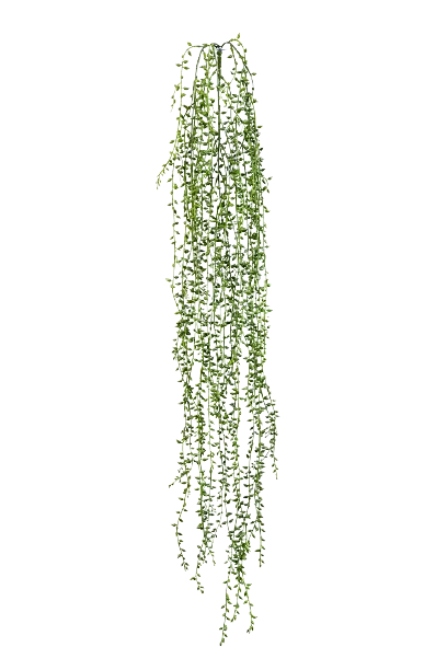 Hochwertige künstliche Hängepflanze auf transparentem Hintergrund mit echt wirkenden Kunstblättern in natürlicher Anordnung. Künstliche Erbsenpflanze - Eric hat die Farbe Natur | aplanta Kunstpflanzen