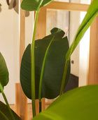 Strelitzia artificiale - Josephine | 190 cm
