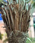 Künstliche Dattelpalme - Kian | 180 cm | Kunstbaum von aplanta