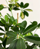 Künstlicher Schefflera Baum - Oke | 195 cm | Kunstbaum von aplanta