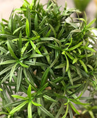 Künstlicher Podocarpus - Phil | 150 cm | Kunstpflanze von aplanta