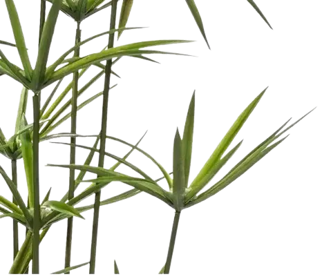 Künstliches Zypergras - Lilli | 98 cm auf transparentem Hintergrund, als Ausschnitt fotografiert, damit die Details der Kunstpflanze bzw. des Kunstbaums noch deutlicher zu erkennen sind.