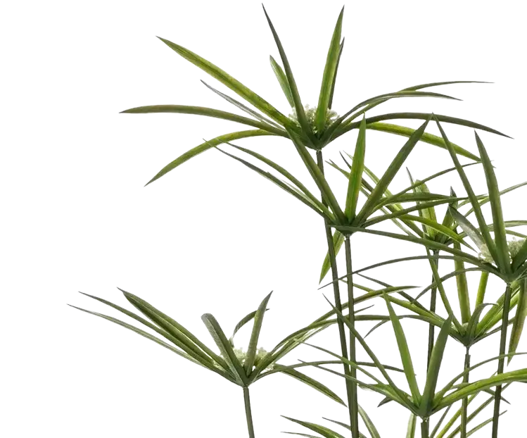 Künstliches Zypergras - Lilli | 98 cm auf transparentem Hintergrund, als Ausschnitt fotografiert, damit die Details der Kunstpflanze bzw. des Kunstbaums noch deutlicher zu erkennen sind.