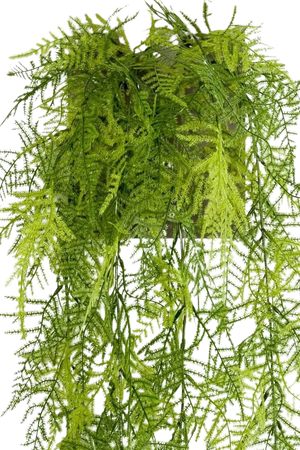 Künstlicher Hänge-Feder-Spargel - Luke | 80 cm auf transparentem Hintergrund, als Ausschnitt fotografiert, damit die Details der Kunstpflanze bzw. des Kunstbaums noch deutlicher zu erkennen sind.