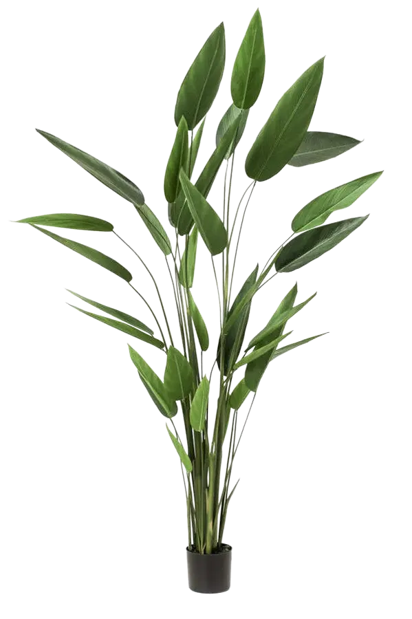 Künstliche Helikonie - Frida auf transparentem Hintergrund mit echt wirkenden Kunstblättern. Diese Kunstpflanze gehört zur Gattung/Familie der "Helikonien" bzw. "Kunst-Helikonien".