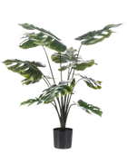Hochwertige Monstera Kunstpflanze auf transparentem Hintergrund mit echt wirkenden Kunstblättern in natürlicher Anordnung. Künstliche Monstera - Karl hat die Farbe Natur und hat eine Höhe von 80 cm | aplanta Kunstpflanzen