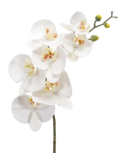 Hochwertige Orchidee künstlich auf transparentem Hintergrund mit echt wirkenden Kunstblättern in natürlicher Anordnung. Künstliche Orchidee - Cattley hat die Farbe Natur und ist 83 cm hoch. | aplanta Kunstpflanzen