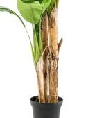 Künstlicher Bananenbaum - Can | 225 cm auf transparentem Hintergrund, als Ausschnitt fotografiert, damit die Details der Kunstpflanze bzw. des Kunstbaums noch deutlicher zu erkennen sind.