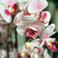 Künstliche Orchidee - Leo, 100 cm, Kunstblume von aplanta, inkl. Dekotopf, in Natur, für drinnen