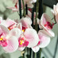 Künstliche Orchidee - Leo, 100 cm, Kunstblume von aplanta, inkl. Dekotopf, in Natur, für drinnen
