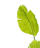 Künstliche Strelitzia - Colin | 150 cm auf transparentem Hintergrund, als Ausschnitt fotografiert, damit die Details der Kunstpflanze bzw. des Kunstbaums noch deutlicher zu erkennen sind.