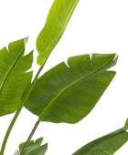 Künstliche Strelitzia - Colin | 180 cm auf transparentem Hintergrund, als Ausschnitt fotografiert, damit die Details der Kunstpflanze bzw. des Kunstbaums noch deutlicher zu erkennen sind.