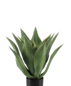 Künstliche Agave - Aki auf transparentem Hintergrund mit echt wirkenden Kunstblättern in natürlicher Anordnung. Künstliche Agave - Aki hat die Farbe Natur und ist 55 cm hoch. | aplanta Kunstpflanzen