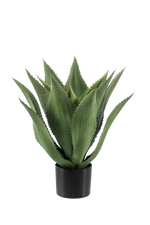 Künstliche Agave - Aki auf transparentem Hintergrund mit echt wirkenden Kunstblättern in natürlicher Anordnung. Künstliche Agave - Aki hat die Farbe Natur und ist 55 cm hoch. | aplanta Kunstpflanzen