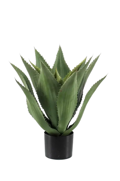 Künstliche Agave - Aki auf transparentem Hintergrund mit echt wirkenden Kunstblättern in natürlicher Anordnung. Künstliche Agave - Aki hat die Farbe Natur und ist 55 cm hoch. | aplanta Kunstpflanzen