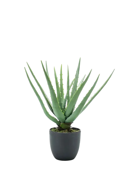 Künstliche Aloe - Penelope auf transparentem Hintergrund mit echt wirkenden Kunstblättern. Diese Kunstpflanze gehört zur Gattung/Familie der "Aloen" bzw. "Kunst-Aloen".