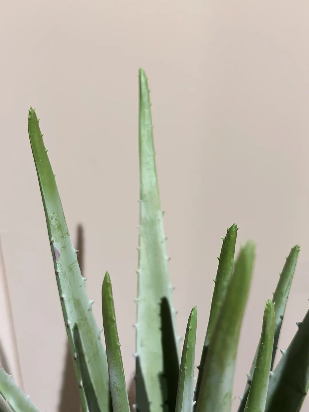 Künstliche Aloe - Penelope | 35 cm | Kunstpflanze von aplanta