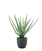 Künstliche Aloe - Penelope auf transparentem Hintergrund mit echt wirkenden Kunstblättern. Diese Kunstpflanze gehört zur Gattung/Familie der 