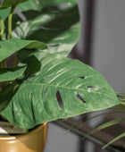 Arbusto artificiale di monstera - Lotte | 30 cm