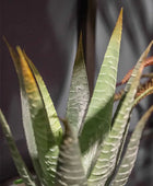 Aloe artificiale - Patricia | 23 cm