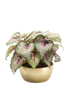 Künstliche Begonie - Georg auf transparentem Hintergrund mit echt wirkenden Kunstblättern in natürlicher Anordnung. Künstliche Begonie - Georg hat die Farbe Natur und ist 25 cm hoch. | aplanta Kunstpflanzen