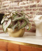 Begonia artificiale - Georg | 25 cm