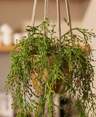 Rhipsalis artificiale - Karla | 90 cm