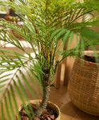 Palma di montagna artificiale - Nelly | 85 cm