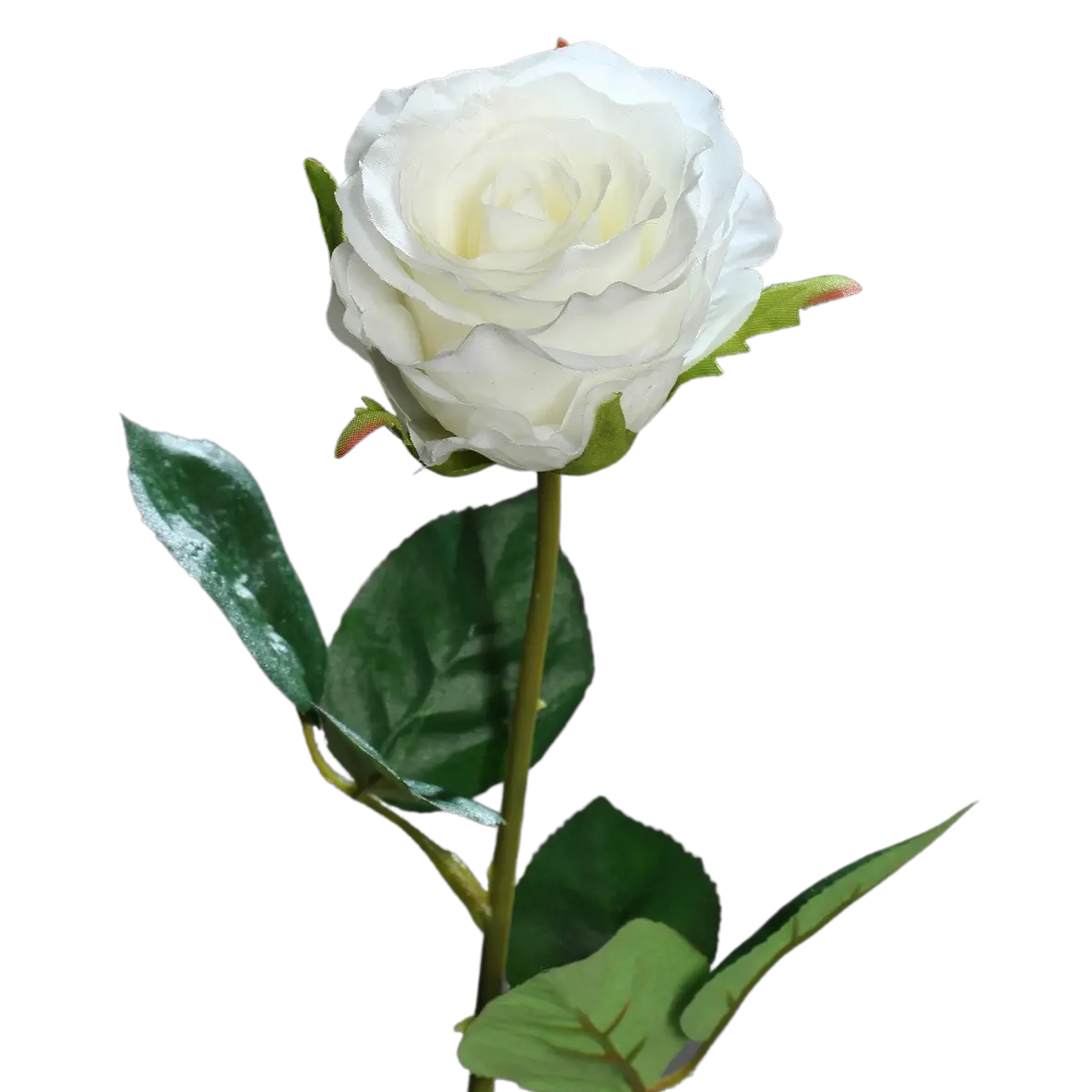Hochwertige Hortensie künstlich auf transparentem Hintergrund mit echt wirkenden Kunstblättern in natürlicher Anordnung. Künstliche Rose - Ismene hat die Farbe cream und ist 48 cm hoch. | aplanta Kunstpflanzen