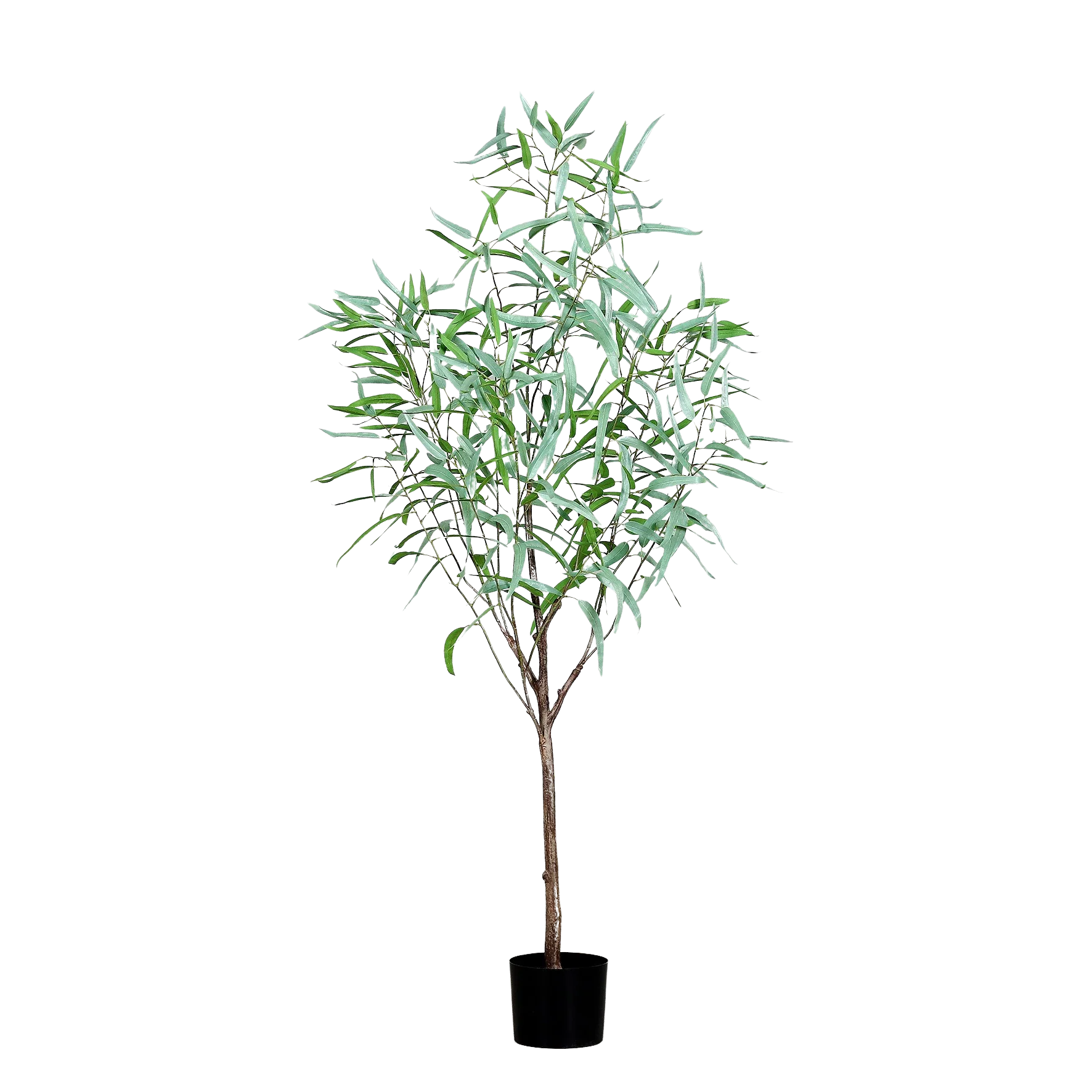 Hochwertiger Eukalyptus künstlich auf transparentem Hintergrund mit echt wirkenden Kunstblättern in natürlicher Anordnung. Künstlicher Eukalyptus - Manfred hat die Farbe Grün und ist 165 cm hoch. | aplanta Kunstpflanzen