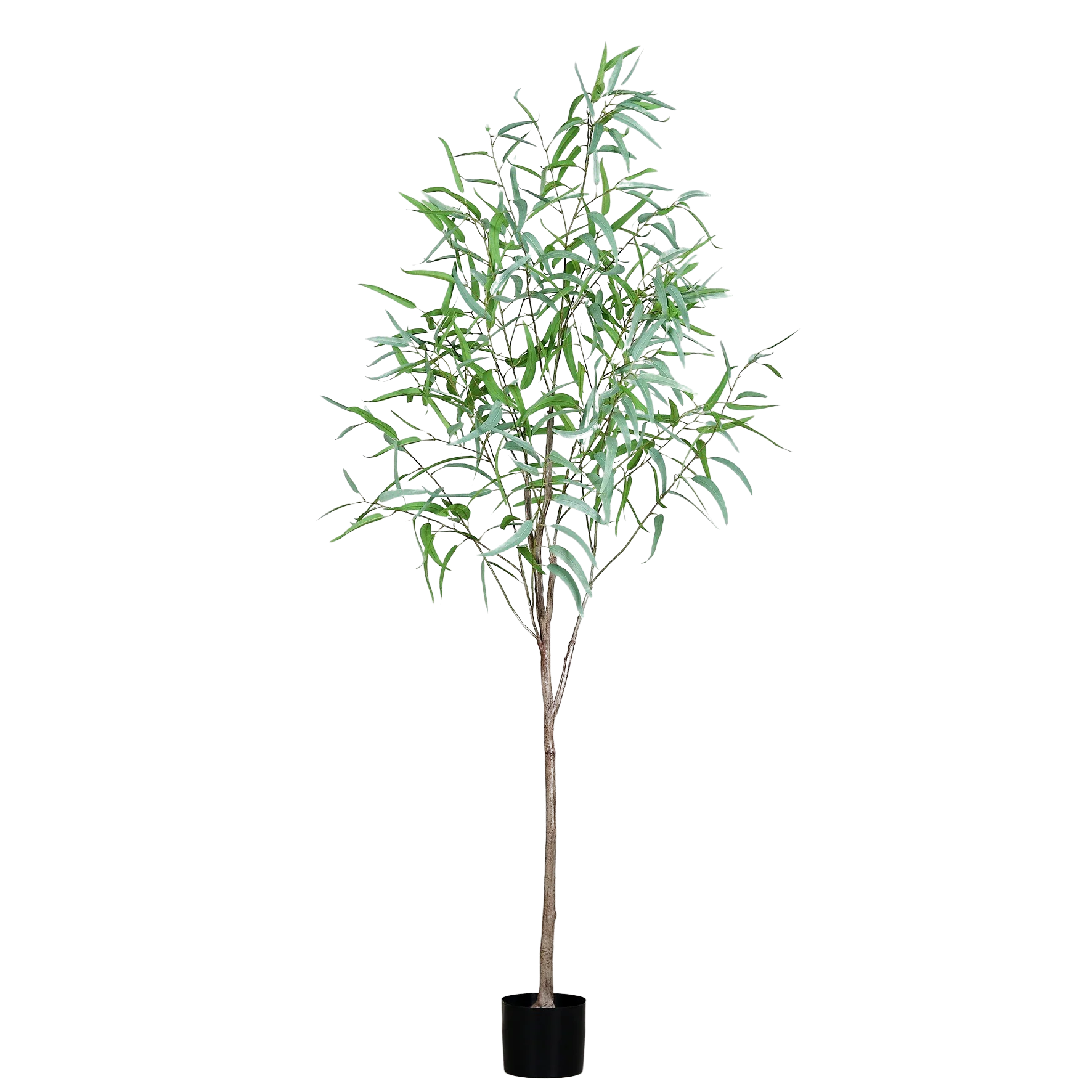 Hochwertiger Eukalyptus künstlich auf transparentem Hintergrund mit echt wirkenden Kunstblättern in natürlicher Anordnung. Künstlicher Eukalyptus - Micha hat die Farbe Grün und ist 200 cm hoch. | aplanta Kunstpflanzen