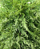 Künstliche Zypresse - Pepe | 180 cm | Kunstbaum von aplanta