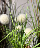 Assortimento di erba artificiale in vaso - Noemi | 38 cm