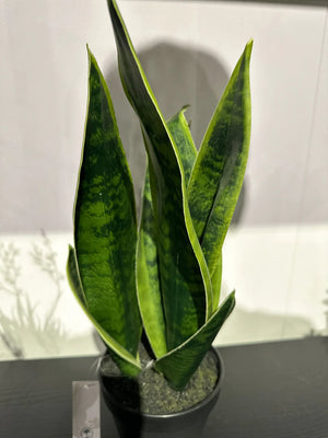 Sanseveria artificiale - Lisias | 40 cm