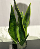 Sanseveria artificiale - Lisias | 40 cm