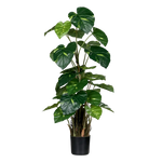 Künstliche Pothos - Jacobo, 82 cm, Kunstpflanze von aplanta, im schwarzen Topf, in Natur, für drinnen