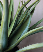 Aloe artificiale - Yvonne | 53 cm