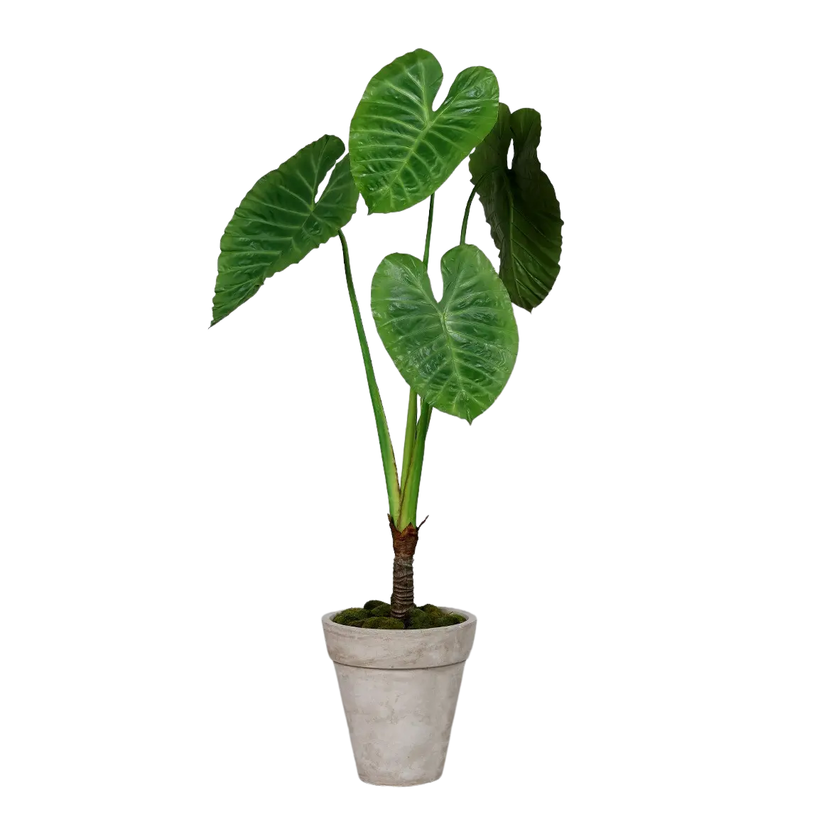 Künstliche Alocasia - Benno auf transparentem Hintergrund mit echt wirkenden Kunstblättern in natürlicher Anordnung. Künstliche Alocasia - Benno hat die Farbe Natur und ist 175 cm hoch. | aplanta Kunstpflanzen