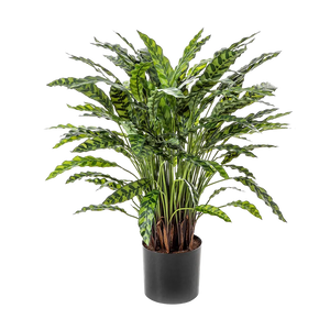 Künstliche Calatheas - Jane auf transparentem Hintergrund mit echt wirkenden Kunstblättern. Diese Kunstpflanze gehört zur Gattung/Familie der "Calatheas" bzw. "Kunst-Calatheas".