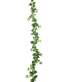 Hochwertige künstliche Hängepflanze auf transparentem Hintergrund mit echt wirkenden Kunstblättern in natürlicher Anordnung. Künstliche Efeu Girlande - Anne hat die Farbe Natur und ist 180 cm hoch. | aplanta Kunstpflanzen