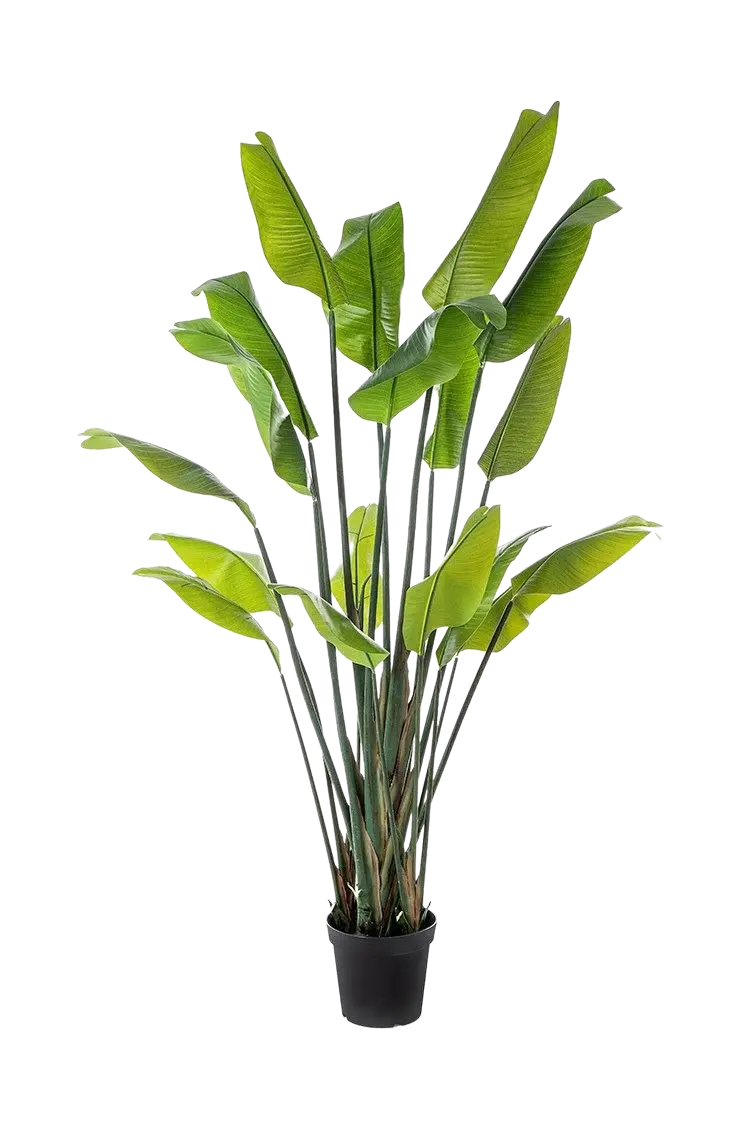 Strelitzia artificiale - Clemens | 200 cm